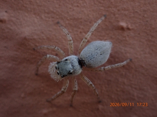 Wall Jumping Spiders