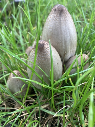 Common Ink Cap