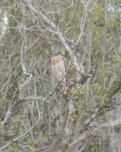 Roadside Hawk