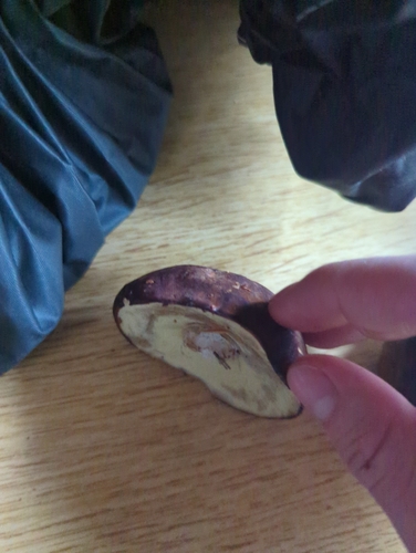 Bay Bolete