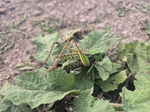 Wart-biter