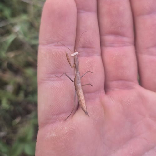 European Mantis