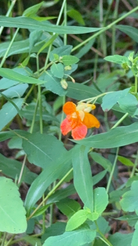 common jewelweed