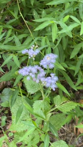 blue mistflower