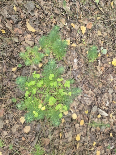 cypress spurge