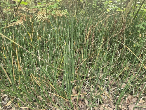 rough horsetail