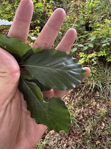 European beech