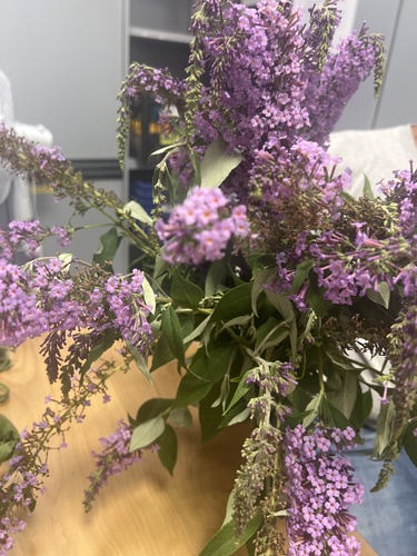 Butterfly bush