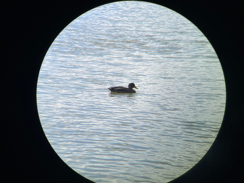 Mallard