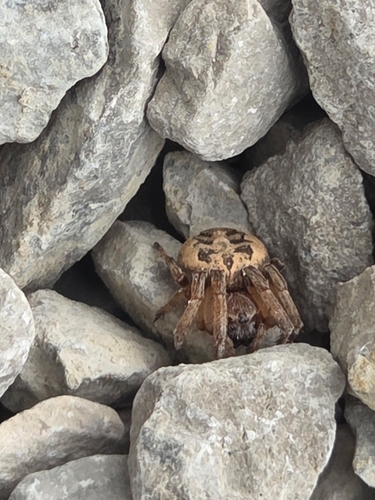 Furrow Orbweaver