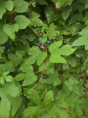 Porcelain Berry