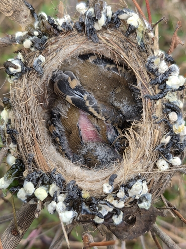 American Goldfinch