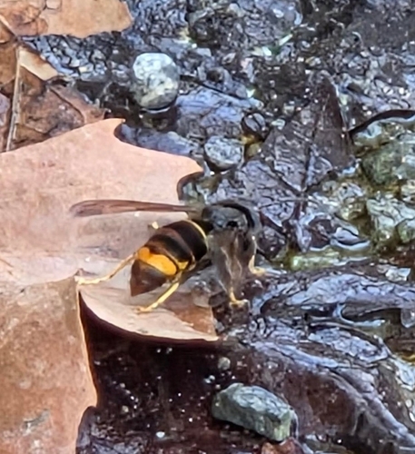 Yellow-legged Hornet
