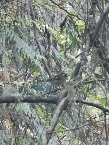 Golden-crowned Kinglet