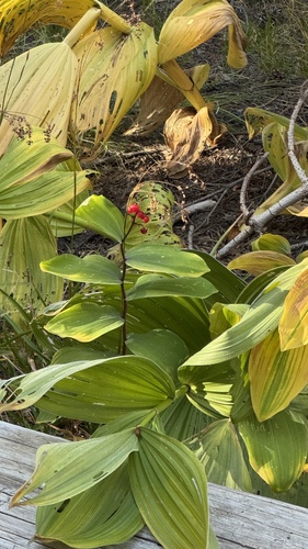 iNaturalist observation photo of mayflowers and false Solomon's seals