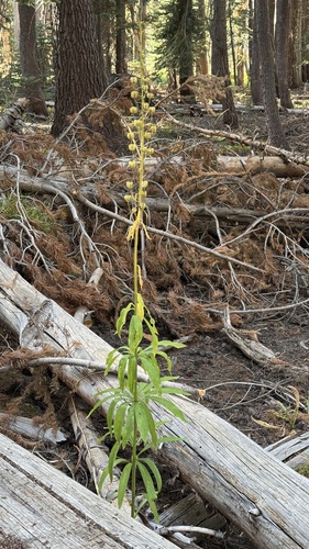 iNaturalist observation photo of Sierra Tiger Lily