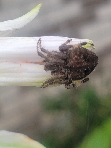 Spotted Orbweaver