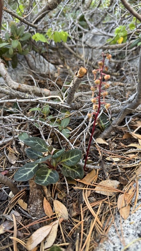 iNaturalist observation photo of white-veined wintergreen