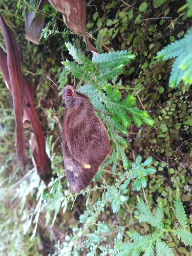 Giant Redeye