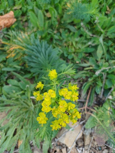 cypress spurge