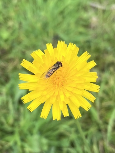 Marmalade Hover Fly