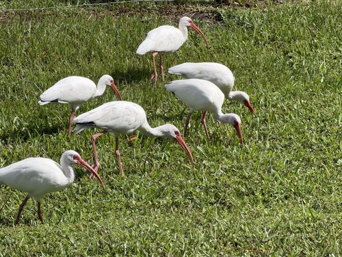 White Ibis