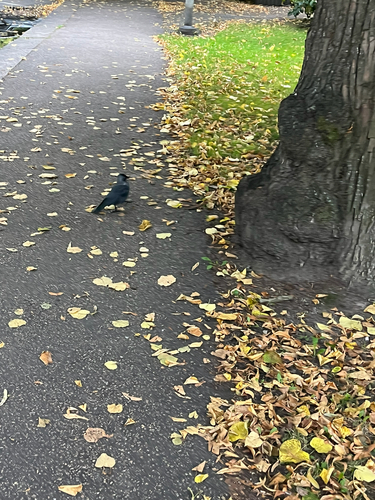 Eurasian Jackdaw