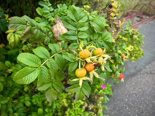 rugosa rose