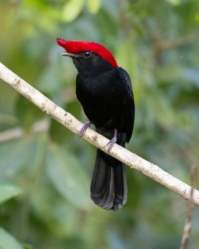 Helmeted Manakin