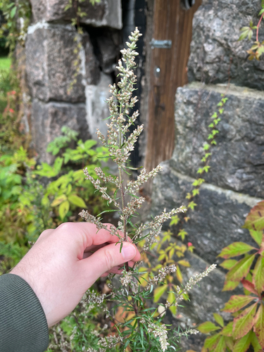 common mugwort