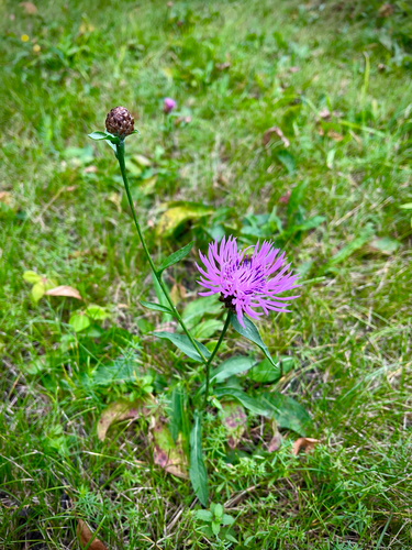 Brown Knapweed