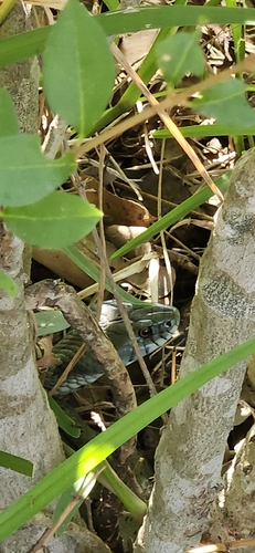 Iberian Grass Snake
