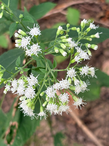 white snakeroot