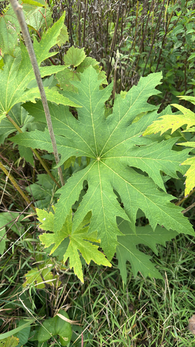 Glade Mallow