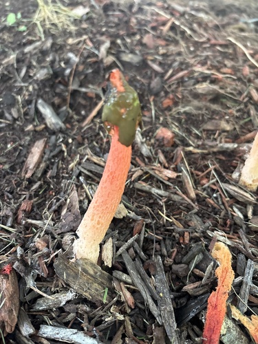 Wrinkly Stinkhorn