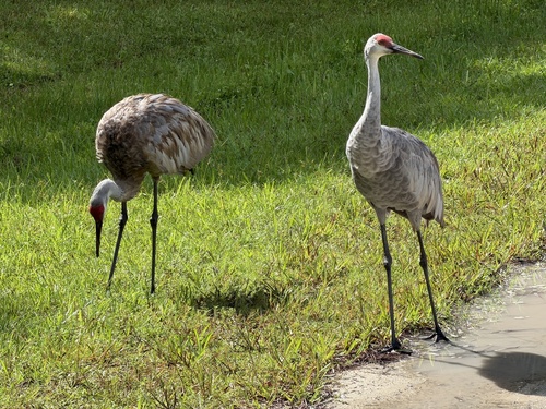 Sandhill Crane