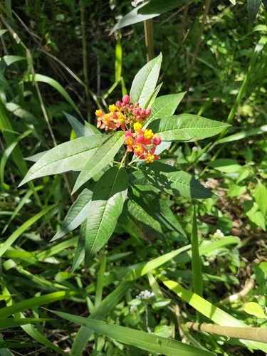 tropical milkweed