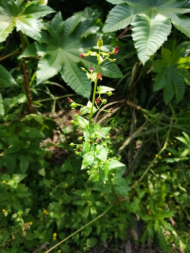 Nettle-leaved Figwort