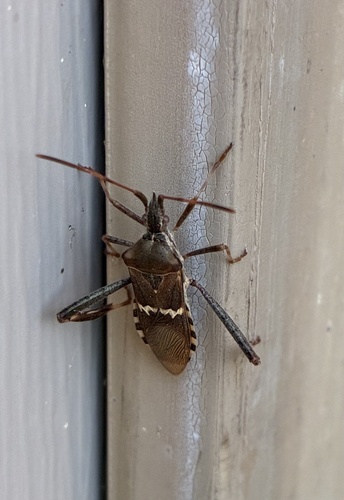 Western Leaf-footed Bug