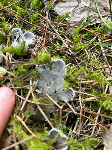 dog pelt lichen