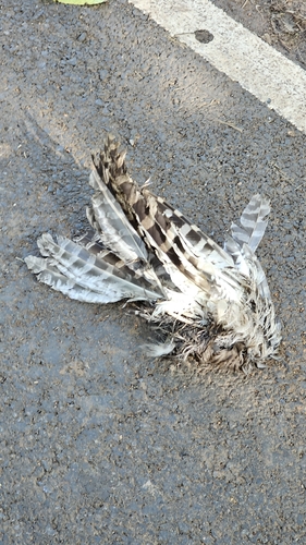 Brown Fish-Owl