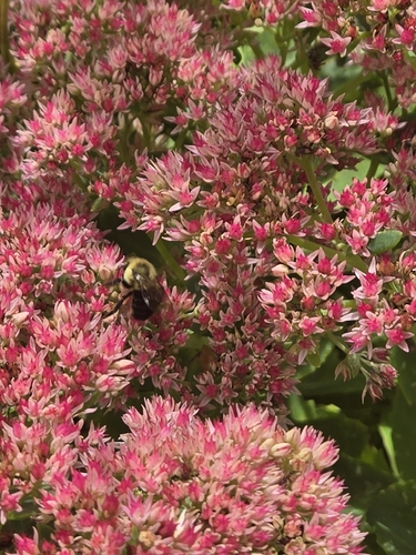 Common Eastern Bumble Bee