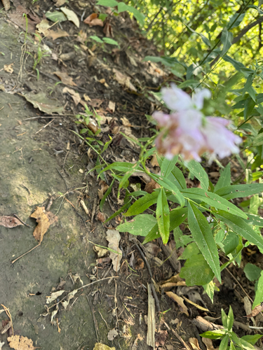 obedient plant