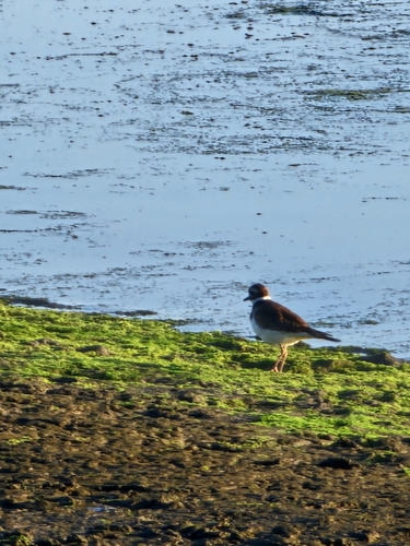 Killdeer