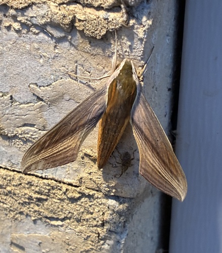 Tersa Sphinx