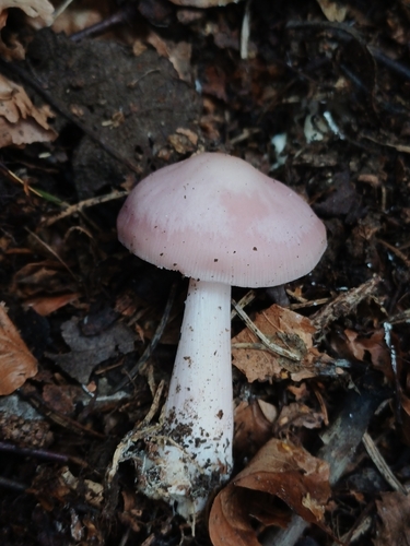 Rosy Bonnet