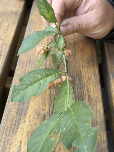 Spindle