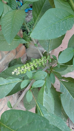 American pokeweed