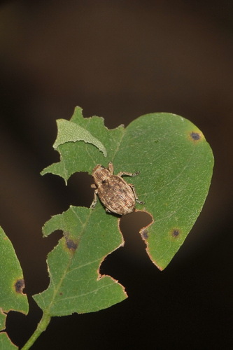 Strophosoma capitatum