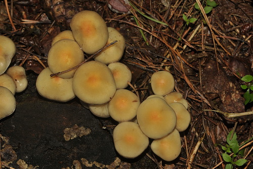 Sulphur Tuft